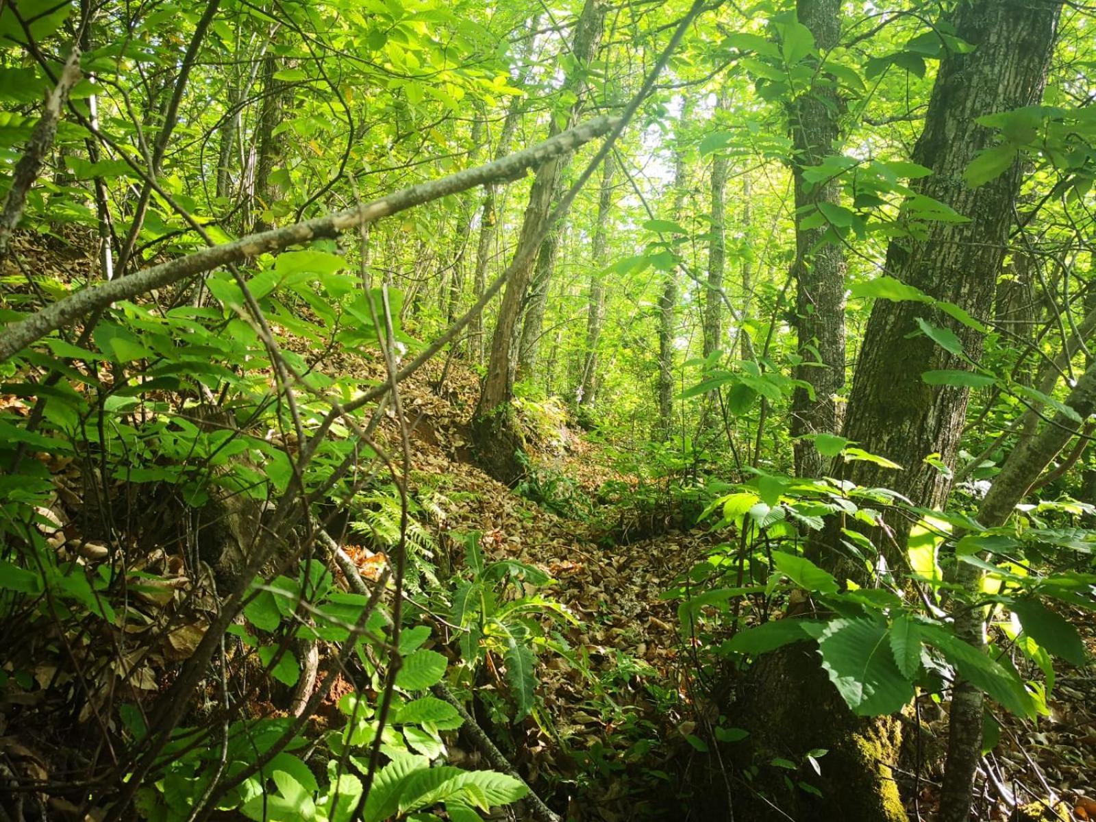 Finca Naturacanaria 모야 외부 사진